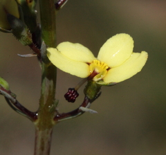 Stylidium hymenocraspedum