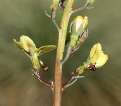 Stylidium hymenocraspedum