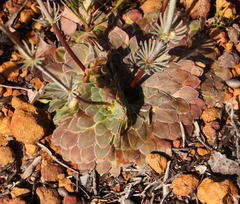 Stylidium hymenocraspedum