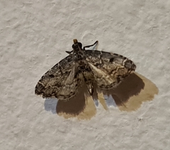 Sufetula hemiophthalma