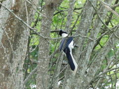 Cyanocorax mystacalis