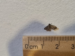 Sufetula hemiophthalma