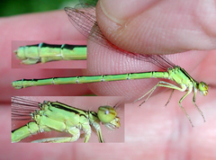 Enallagma antennatum
