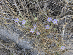 Spergularia macrotheca macrotheca