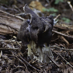 Helvella maculata