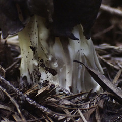 Helvella maculata