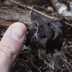 Helvella maculata