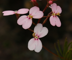 Stylidium nonscandens