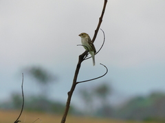 Sporophila telasco