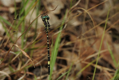 Parasynthemis regina
