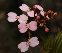 Stylidium nonscandens