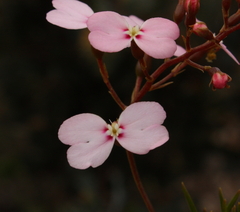 Stylidium nonscandens