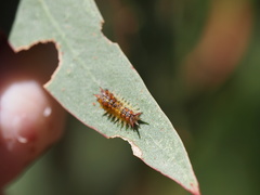 Doratifera quadriguttata