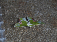 Protuliocnemis partita