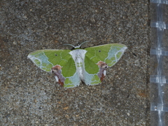 Protuliocnemis partita