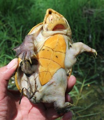 Claudius angustatus