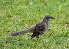 Mimus longicaudatus