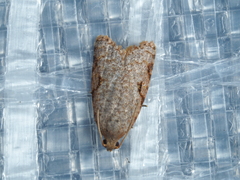Meritastis piperata