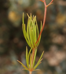Stylidium nonscandens