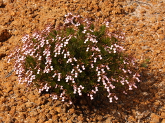 Stylidium nonscandens