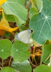 Leptophobia