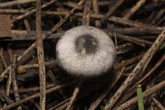Leucoagaricus melanotrichus