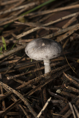 Leucoagaricus melanotrichus