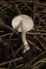 Leucoagaricus melanotrichus