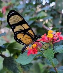 Methona themisto