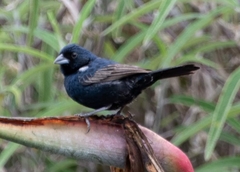 Volatinia jacarina