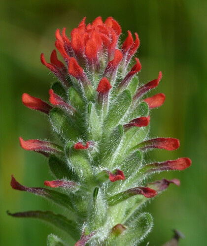 Field Paintbrush