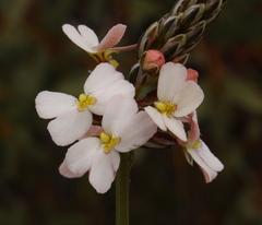 Stylidium scariosum