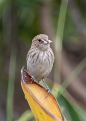 Volatinia jacarina