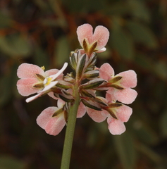 Stylidium scariosum