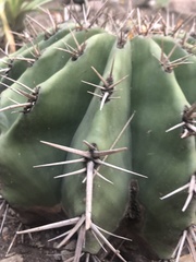 Ferocactus echidne