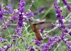 Amazilis amazilia