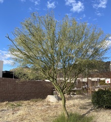 Parkinsonia x sonorae