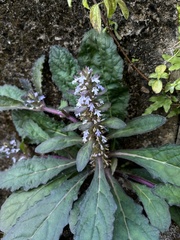 Ajuga taiwanensis