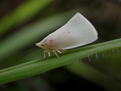Colgaroides acuminata