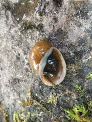 Radix auricularia