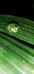 Centrolenidae