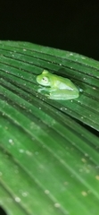 Centrolenidae