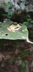 Pristimantis chiastonotus