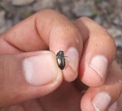 Selenophorus