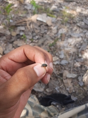 Selenophorus