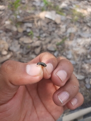 Selenophorus