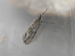 Eudonia submarginalis