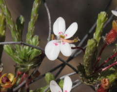 Stylidium repens