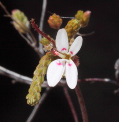 Stylidium repens