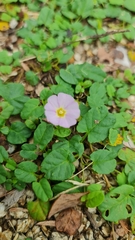 Polymeria
